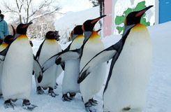 ペンギン散歩