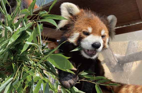 【GW4/27～5/6運行】札幌発・GWに行く！旭山動物園と美瑛青い池＆ファーム富田欲張りプラン