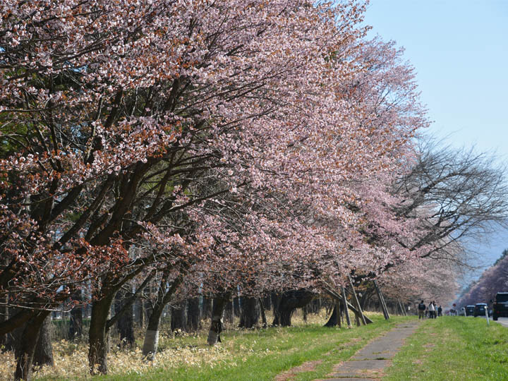 2024静内二十間道路観桜スぺシャル！