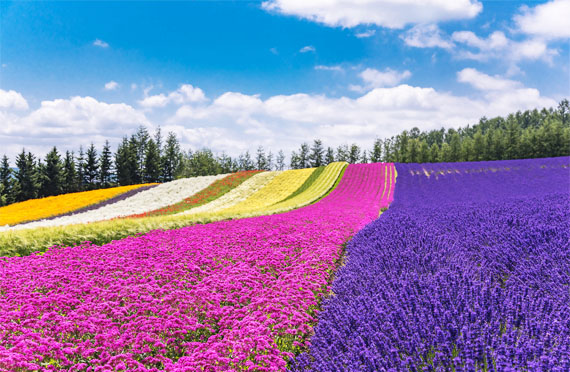 【札幌発】夏のベストシーズンに行く！中富良野・ファーム富田＆美瑛・四季彩の丘でお花畑を楽しむ旅