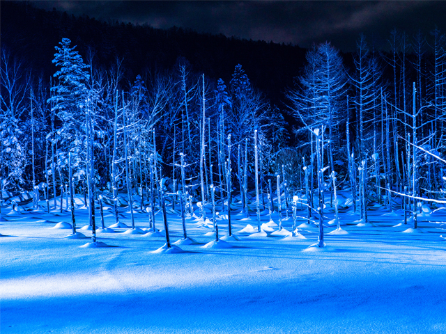 冬の旭山動物園とライトアップ青い池＆白ひげの滝欲張りプラン