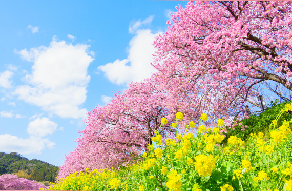 春一番！850本の河津桜と絶景・三島スカイウォーク、おやつは紅くて甘いいちご狩り　お昼はこだわりの亀戸升本お花見弁当！伊豆満喫日帰りバスツアー