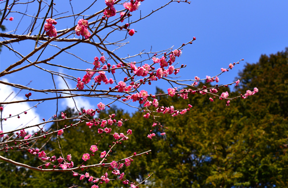 春一番！850本の河津桜と絶景・三島スカイウォーク、おやつは紅くて甘いいちご狩り　お昼はこだわりの亀戸升本お花見弁当！伊豆満喫日帰りバスツアー