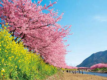 河津桜ツアー