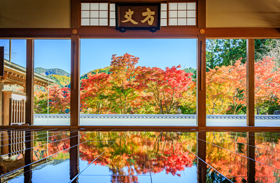 【東京発】あしかがフラワーパーク光の花の庭イルミネーションと絶景・宝徳寺の床もみじ ふかや花園プレミアム・アウトレットでのお買い物 日帰りバスツアー