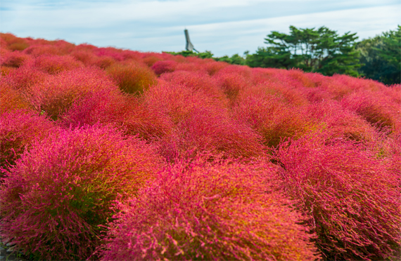 【東京発】国営ひたち海浜公園・紅葉のコキアとあしかがフラワーパーク光の花の庭イルミネーション 夕食は選べるお弁当付 日帰りバスツアー