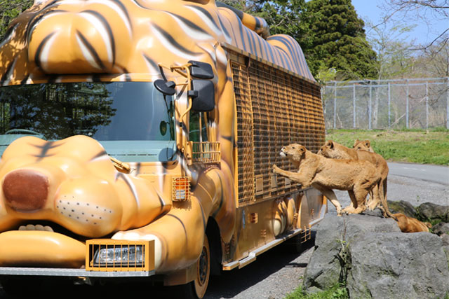 動物たちの楽園「富士サファリパーク」3時間滞在でたっぷり満喫！迫力満点で大人気のジャングルバス乗車付！