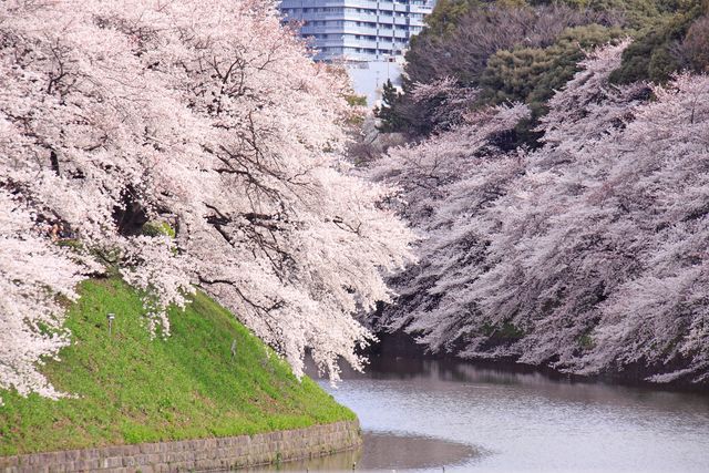 千鳥ヶ淵