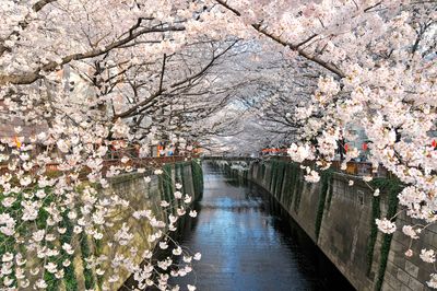 隅田川千本桜クルーズ＆築地人気店「すしざんまい」の選べるにぎり寿司ランチ