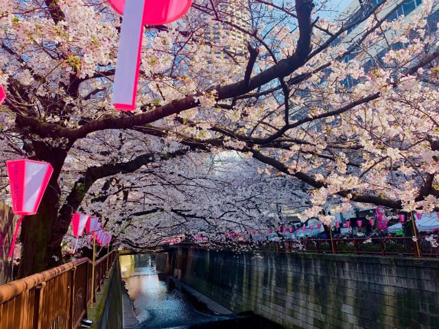 隅田川千本桜クルーズ＆築地人気店「すしざんまい」の選べるにぎり寿司ランチ