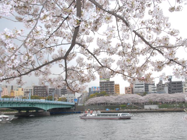 隅田川桜クルーズ＆旧芝離宮恩賜庭園の桜観賞＆目黒川の桜回廊の散策と夜桜ドライブ３景バスツアー