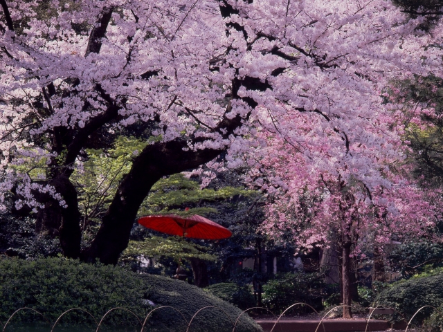 桜咲く庭園３景と洋館見学バスツアー～八芳園のプロデュースのカフェでランチ付き～