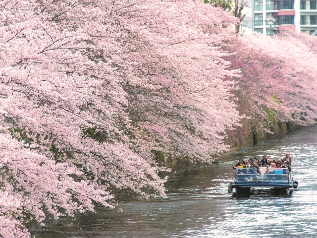 目黒川桜のトンネル貸切クルーズ～屋根付停泊船で亀戸升本の季節のお弁当付～