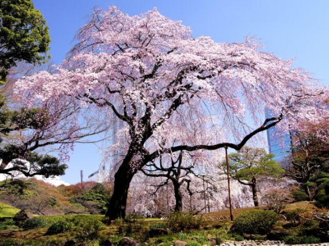 江戸しだれ桜の名所ゆったり３景めぐりバスツアー