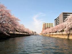 日本橋出船＆ガイドの解説付で秘境へご案内！桜の運河探訪・3大運河お花見クルーズ＆日本橋ランチ
