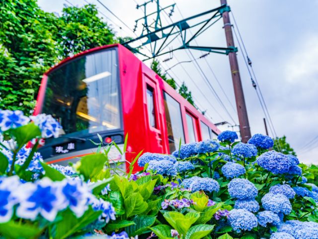 初夏の風物詩「箱根あじさい電車」＆富士屋ホテル「旧御用邸 菊華荘」でのお食事プラン【027027-662】