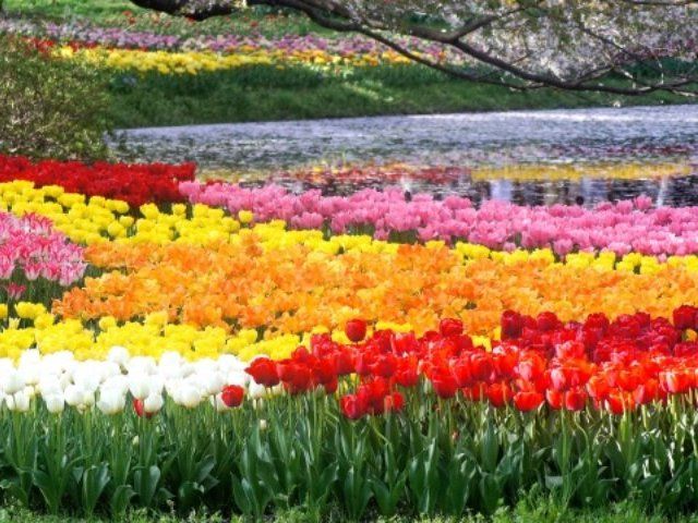 春爛漫の昭和記念公園と桜の高尾山を楽しむバスツアー～老舗料亭「なか安」でのご昼食付～