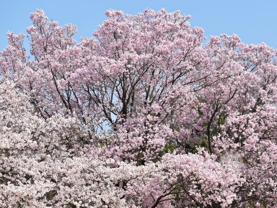 皇室ゆかりの３つの庭園桜めぐり＆完全予約制の皇居三の丸尚蔵館見学バスツアー　～歌舞伎座レストランでのお食事付き～