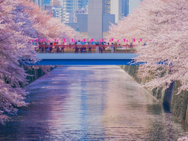 東京6つの桜人気スポット！桜の隅田川ミニクルーズ＆目黒川の桜並木めぐりバスツアー ～丸の内にて和食御膳のお食事付き～