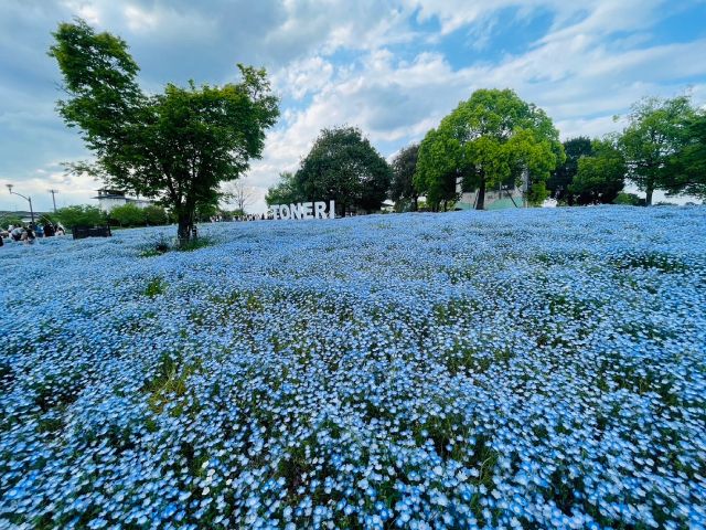 都内で楽しむ一面の青い絨毯ネモフィラ＆文京つつじ祭り＆花寺・西新井大師参拝バスツアー　～浅草老舗・手打ちそば十和田のご昼食付～