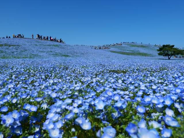 一面青の世界！ひたち海浜公園のネモフィラ＆1000匹のこいのぼりが舞う竜神大吊橋祭バスツアー ～幕の内弁当付～