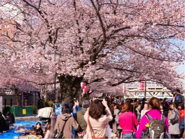 目黒川桜のトンネル散策と隅田川千本桜クルーズ付バスツアー ～ホテルニューオータニでの選べるランチ付き～