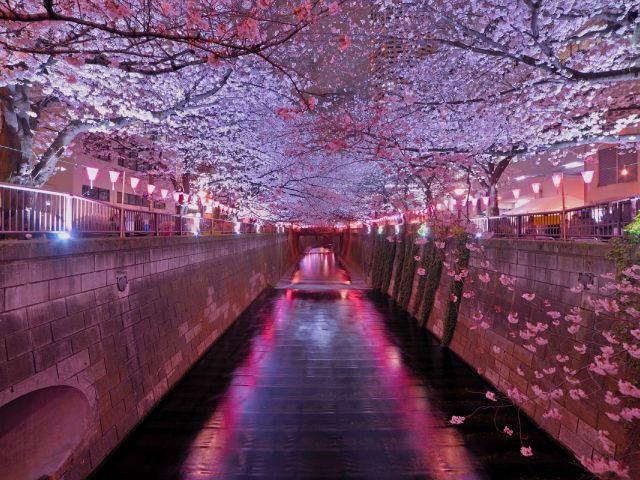 目黒川夜桜ライトアップと隅田川桜ミニクルーズ＆春爛漫都内桜名所めぐりバスツアー