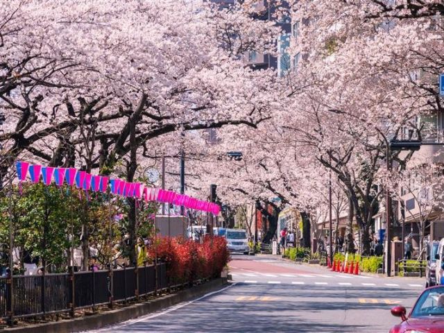 隅田川「お花見ミニクルーズ」＆ 築地・豊洲千客万来！播磨坂（ハリマザカ） さくら並木！春の東京人気スポットめぐりバスツアー　 ～築地にて海鮮丼のご昼食付き～