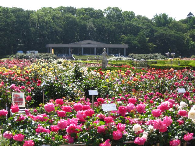 美しい東京の花手水めぐり＆あじさいの「白山神社」花めぐりバスツアー　～都市センターホテルでのランチ付き～