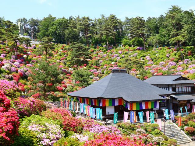 2万本のつつじに囲まれた花寺・塩船観音寺と「千年乃藤」＆牡丹寺見学　花と寺社の絶景めぐりバスツアー　～深大寺そばのお食事付～