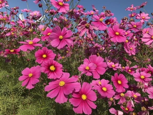 往復ケーブルカー乗車！ 高尾山180分滞在＆「国営昭和記念公園のコスモス」鑑賞バスツアー　～ホテルランチブッフェ付き～