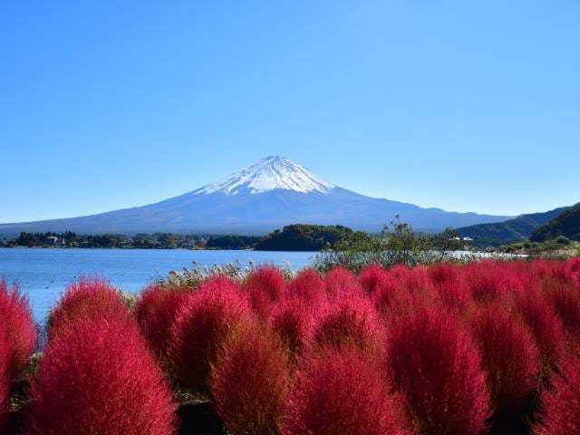 富士山との競演！真っ赤なコキア観賞と秋バラ咲く「河口湖 音楽と森の美術館」バスツアー～生演奏とともに味わう至福のランチタイム～