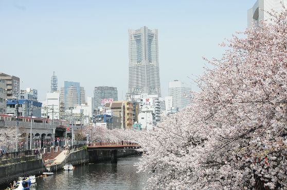 【横浜・お花見2024*クルーズ＆レストラン】毎年人気！大岡川お花見クルーズ＆横浜ロイヤルパークホテルのレストランでお食事