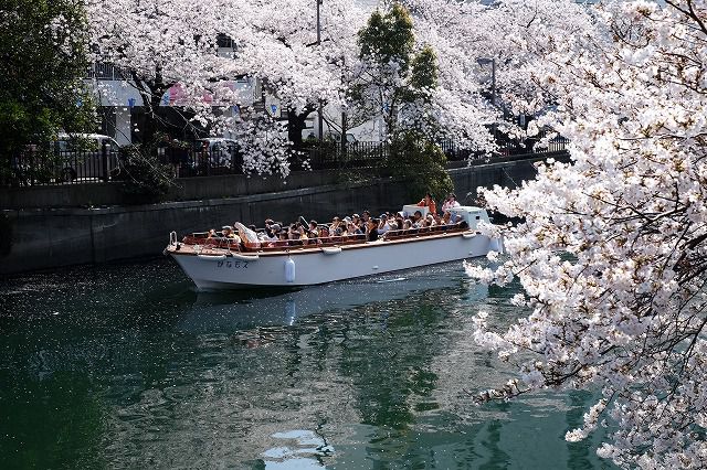 横浜お花見クルーズ