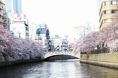 ＜かなもえで行く＞横浜の桜の名所、大岡川の桜並木を見上げながらのお花見クルーズ