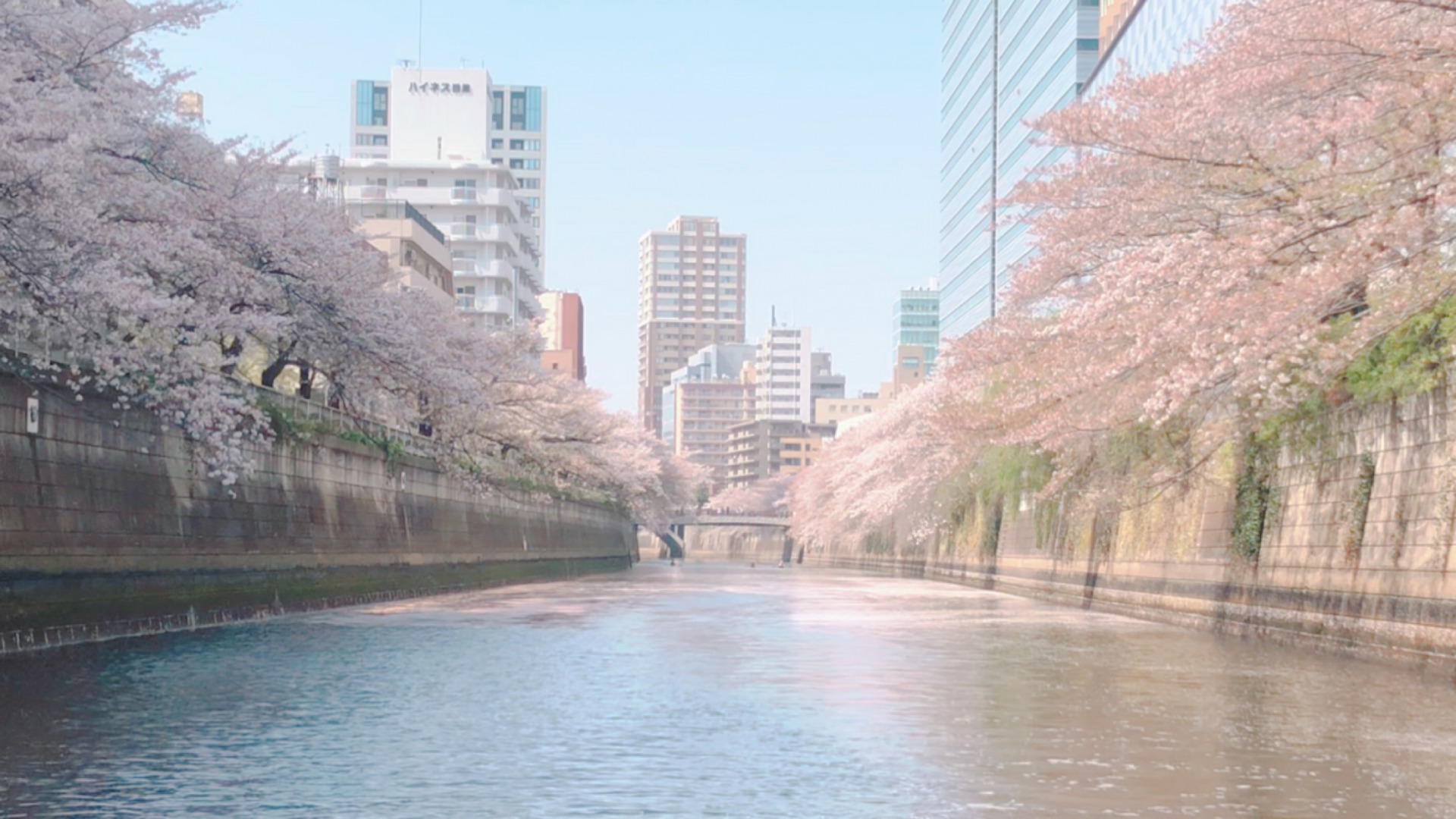 【お花見】クルーズのお席は全席窓側・オープントップで換気抜群！春の目黒川クルーズ