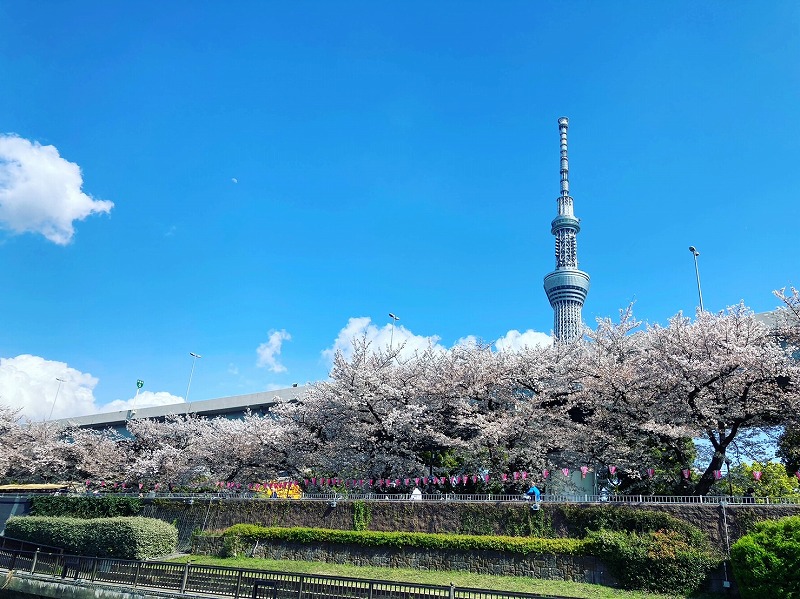 【東京・お花見2024*クルーズ＆ランチブッフェ】隅田川でお花見クルーズ＆50種類が食べられるホテルのビュッフェ