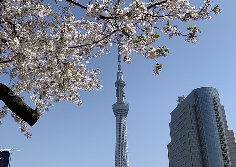  【東京・お花見2024*クルーズ＆鉄板ランチ】隅田川でお花見クルーズ＆ホテル最上階で鉄板ランチ