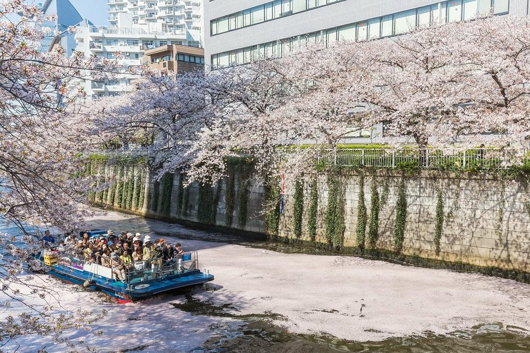  【乗合】大好評！目黒川お花見クルーズ2025