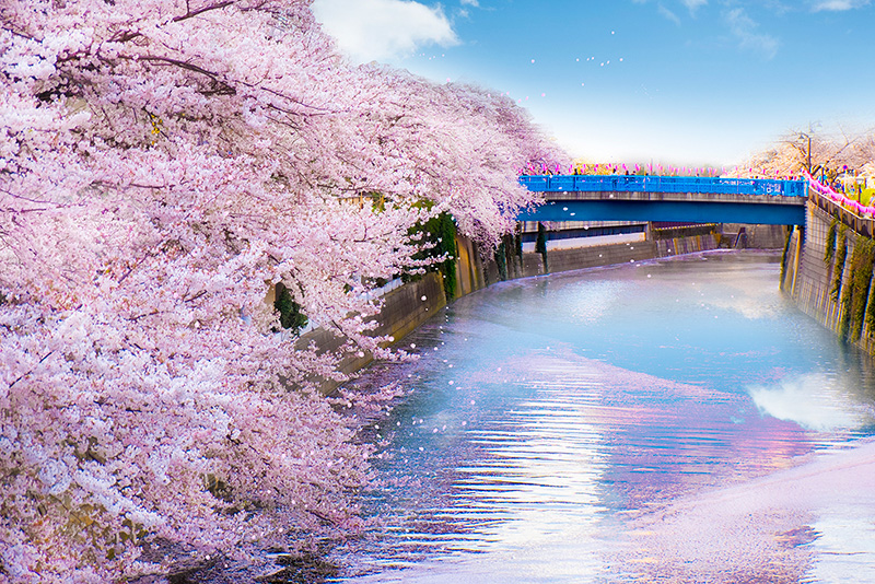【横浜駅東口発着】シーバスACEで行く！大岡川桜クルーズ～目の前で桜を楽しむ60分～