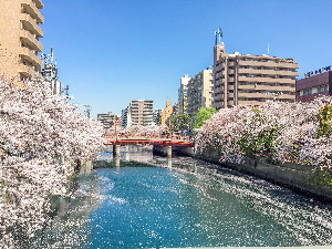 【横浜の桜名所！大岡川】　大岡川の桜とみなとみらい絶景クルーズ