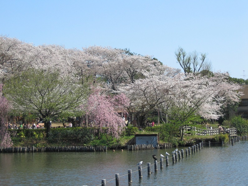 貸切で行く　少数団体旅行　東京下町　隠れた桜の名所スポット巡り【ハイエース/マイクロバス】