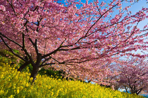 期間限定　早春の三浦半島　河津桜と菜の花と地元グルメ　家族・少数グループで楽々の日帰り旅