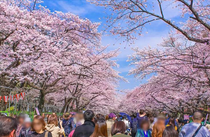 オープントップバスで行く『TOKYOお花見バス』 都内の桜の名所をハイライトで巡る車窓観光ショートトリップ！