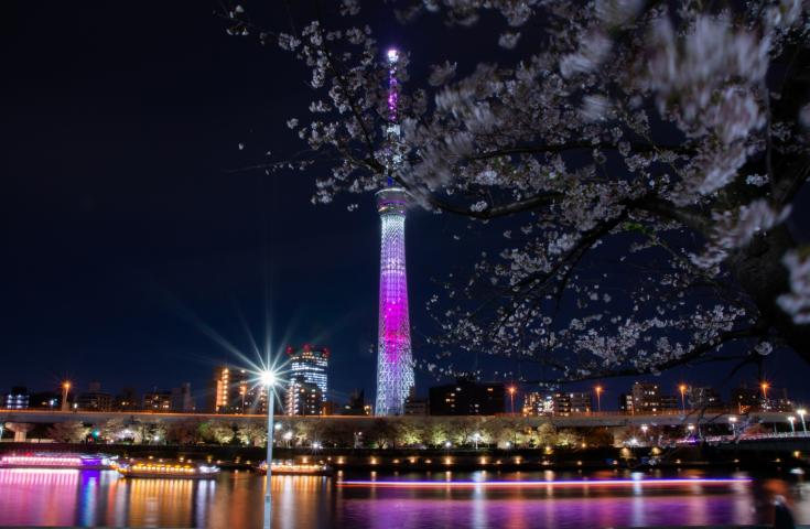 夜桜deナイト☆TOKYOお花見バス☆オープントップバスで桜の名所をハイライトで巡る車窓観光ショートトリップ！