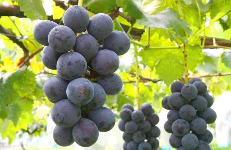 神秘的な絶景のWパワースポット巡りとぶどうの王様巨峰狩り食べ放題!豪華『松茸すき焼き御膳』に『シャトレーゼ』スイーツ食べ放題で満喫・満腹・大満足の日帰りバスツアー!