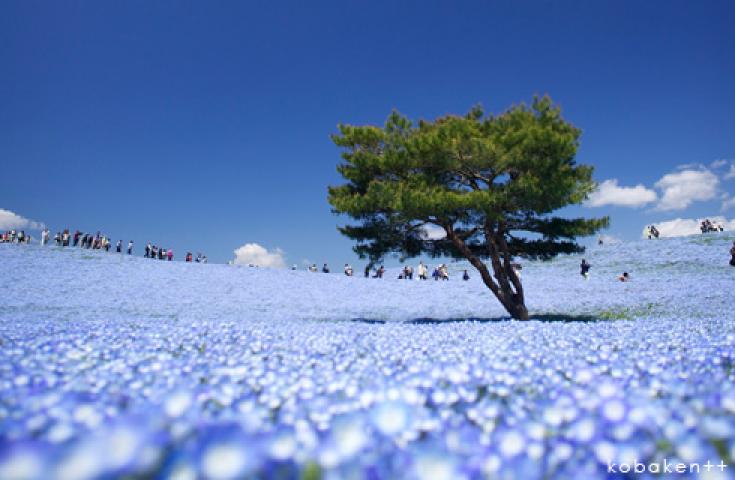 一面、青の絨毯！ひたち海浜公園で絶景「ネモフィラ」鑑賞&あしかがフラワーパークでライトアップされた大藤棚もご堪能！