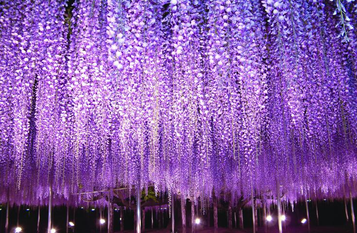 ≪VIP花三昧≫一面、青の絨毯！ひたち海浜公園で絶景「ネモフィラ」鑑賞&あしかがフラワーパークでライトアップされた大藤棚もご堪能！
