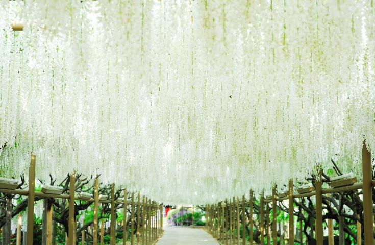 一面、青の絨毯！ひたち海浜公園で絶景「ネモフィラ」鑑賞&あしかがフラワーパークでふじのはな物語「大藤まつり」鑑賞