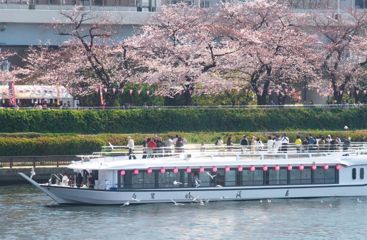 屋形船の屋上は360度の見渡せる スカイデッキ！桜舞う隅田川で優雅なお花見クルーズ。飲み放題付き和食コースが味わえる贅沢プラン